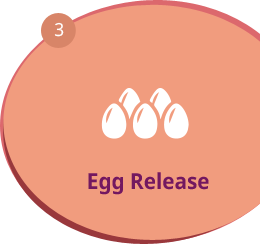 Egg Release